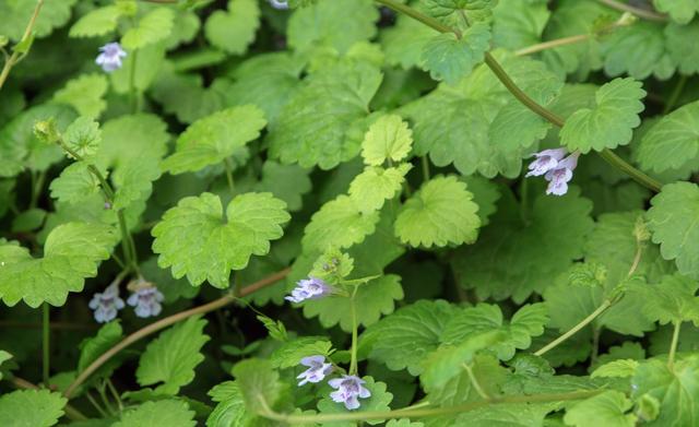 這種草，農(nóng)村小溪邊最常見(jiàn)！能消腫散瘀，治跌打損傷！你見(jiàn)過(guò)嗎？