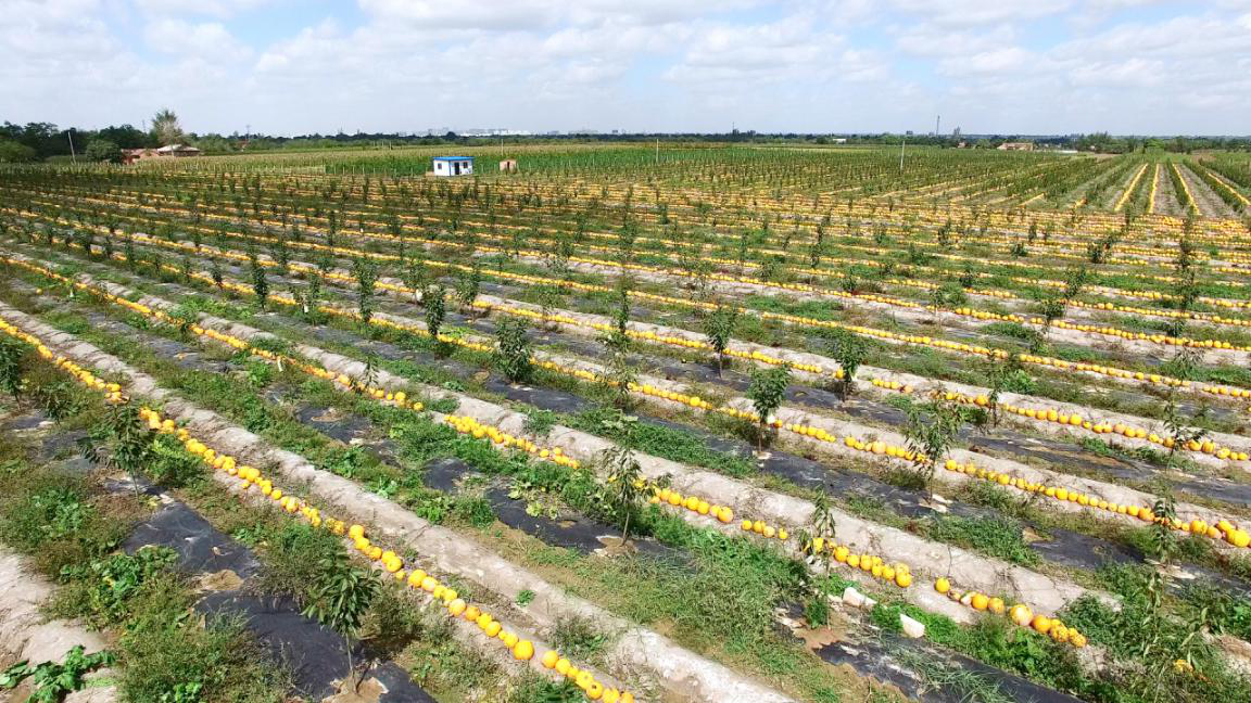 中慶農(nóng)產(chǎn)品有限公司生產(chǎn)基地 中慶農(nóng)產(chǎn)品有限公司生產(chǎn)基地