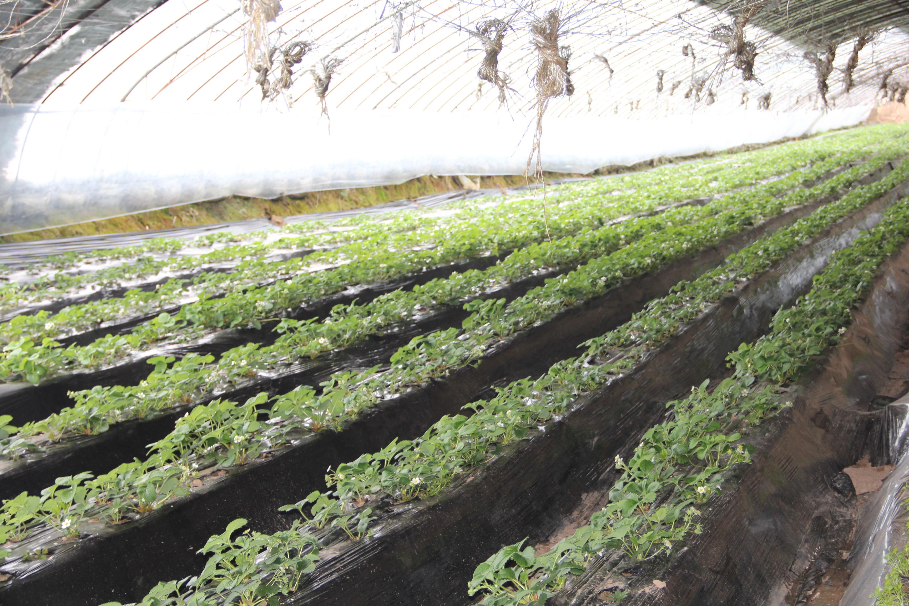 大棚奶油草莓 大棚奶油草莓