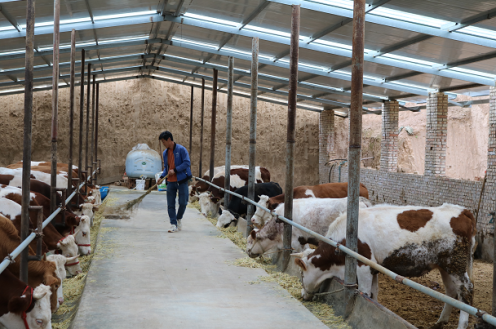 屯字鎮(zhèn)雙合村村民打掃牛舍衛(wèi)生。 本報(bào)記者 白勇濤 攝