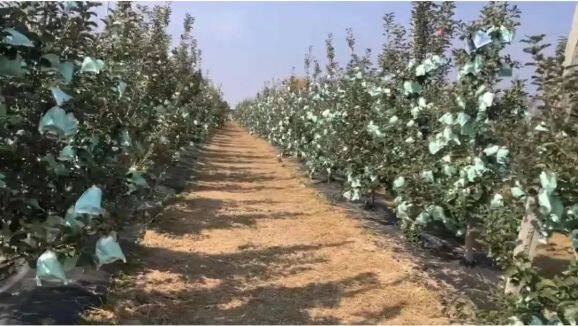 白馬鋪鎮(zhèn)高戶村任廣鵬家豐產(chǎn)期的瑞雪果園。