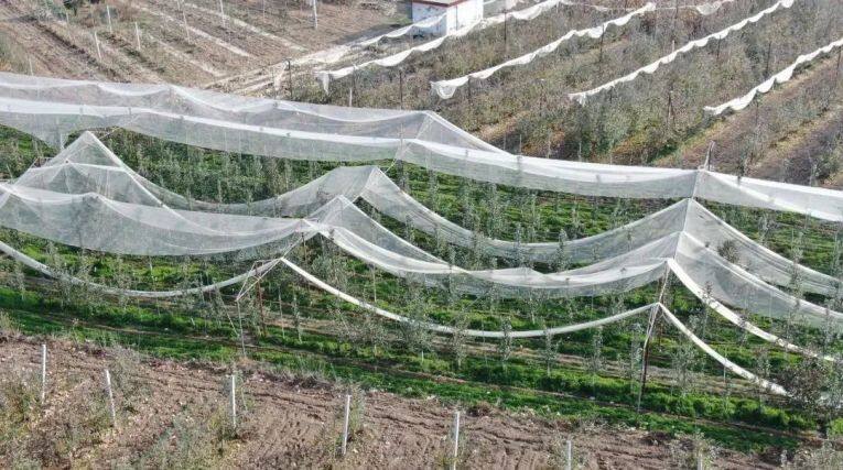 白馬鋪鎮(zhèn)肴子村宇洪洲瑞雪果園航拍圖。