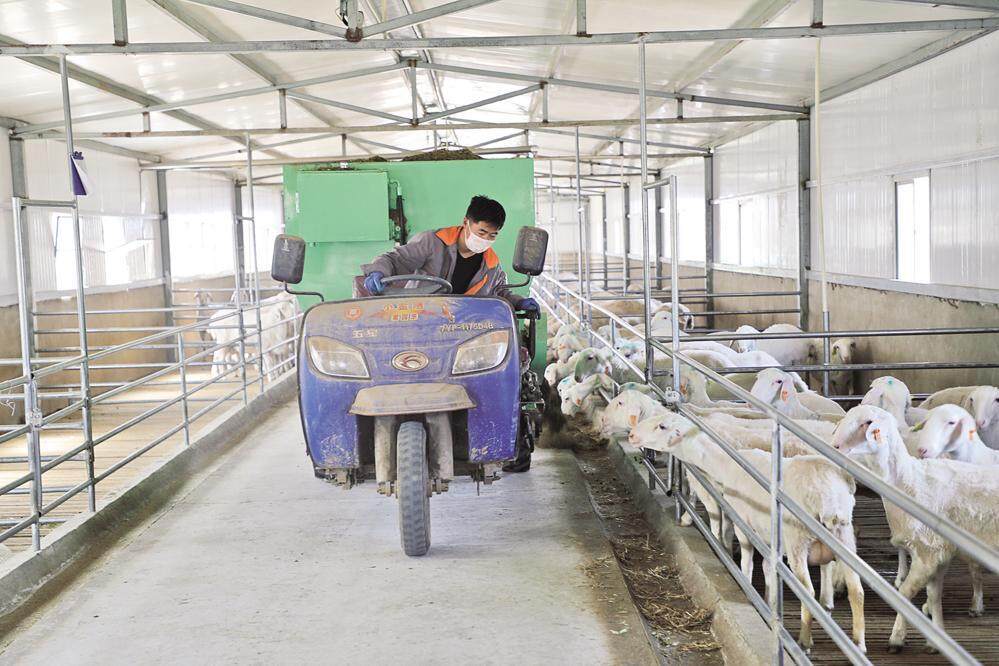 大學(xué)生“羊倌”在喂羊。