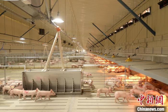 圖為正大慶陽市西峰區(qū)溫泉鎮(zhèn)育肥場?！”P小美 　攝