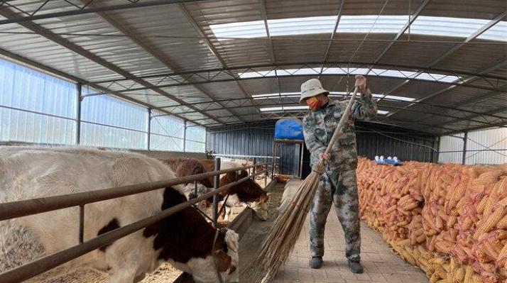 【新春走基層】王世杰 養(yǎng)牛讓日子“?！逼饋?lái)