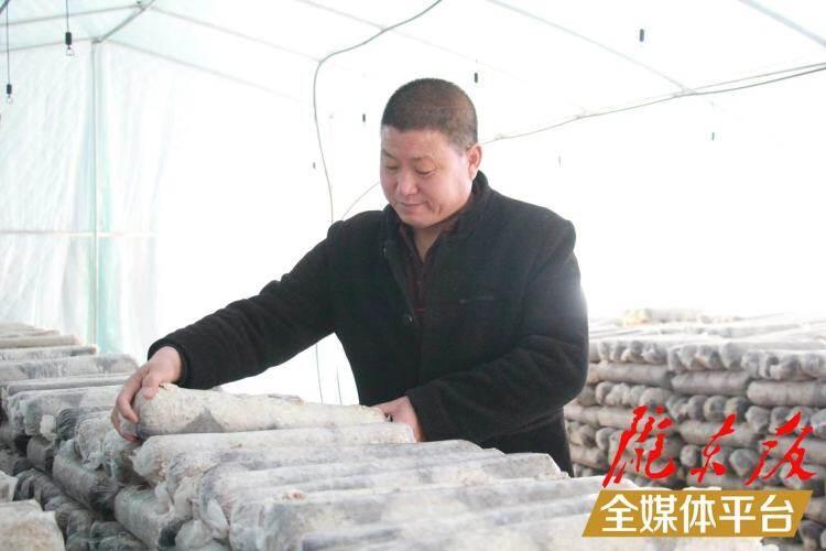 西峰區(qū)后官寨鎮(zhèn)司官寨村食用菌基地，工作人員在整理菌棒。本報記者 南力 攝