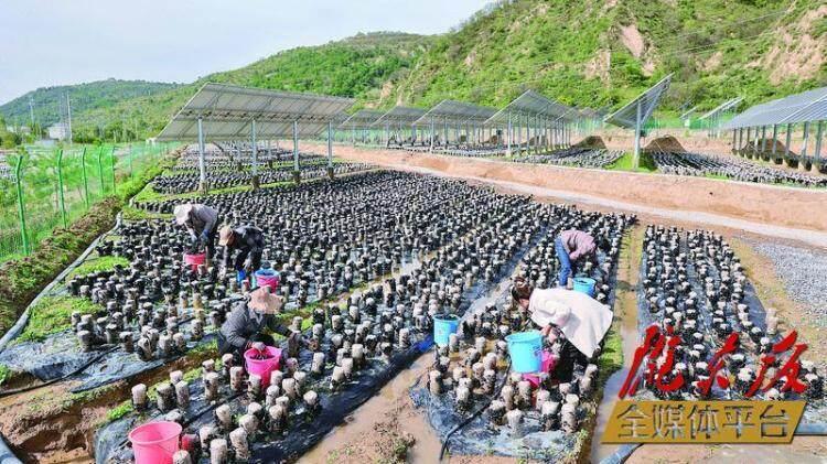 在華池縣城壕鎮(zhèn)余家砭村的現(xiàn)代農(nóng)業(yè)菌光互補產(chǎn)業(yè)園種植基地，工人們采摘木耳。 本報記者 谷羿 攝