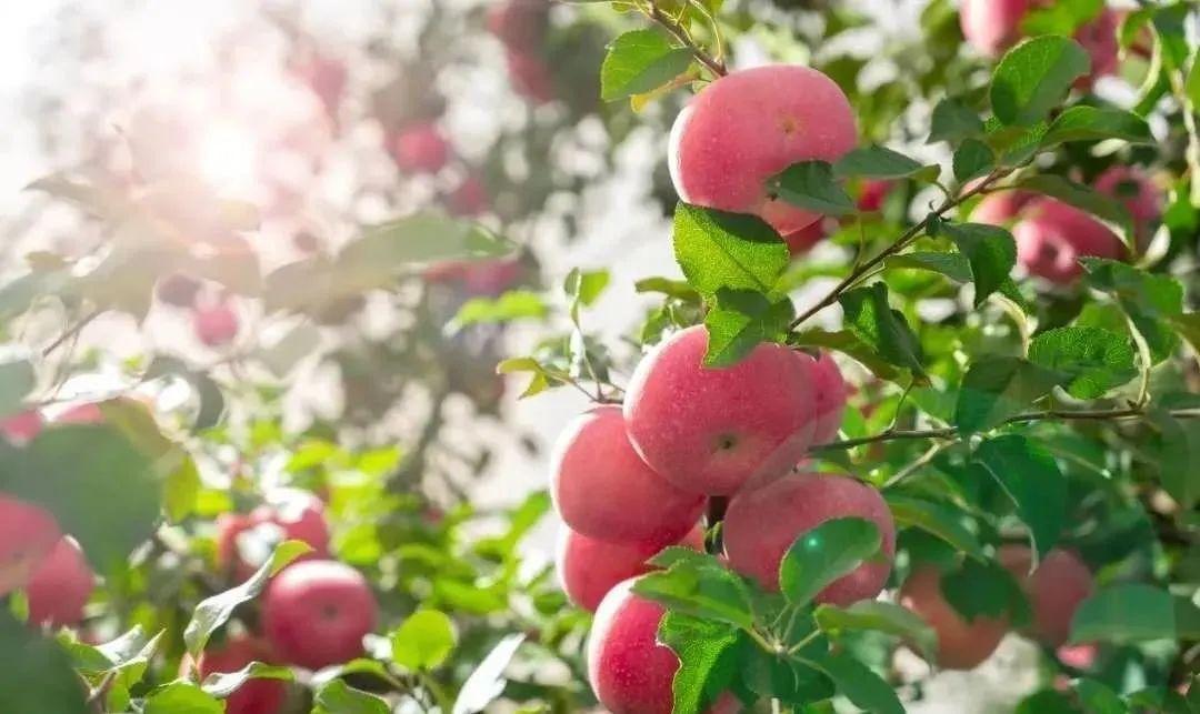 知味慶陽(yáng)丨慶陽(yáng)蘋果