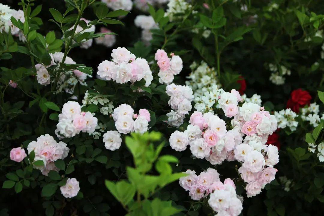 范天石 | 花辭樹(shù)