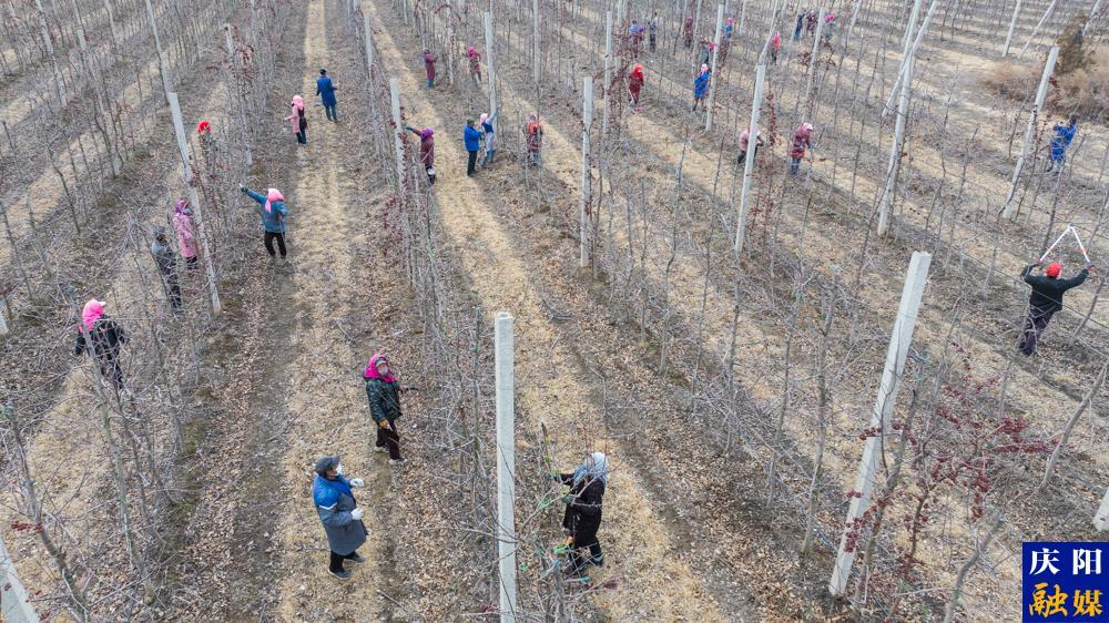 【攝影報(bào)道】鎮(zhèn)原縣：春季果園管護(hù)忙，技術(shù)培訓(xùn)干貨滿滿！