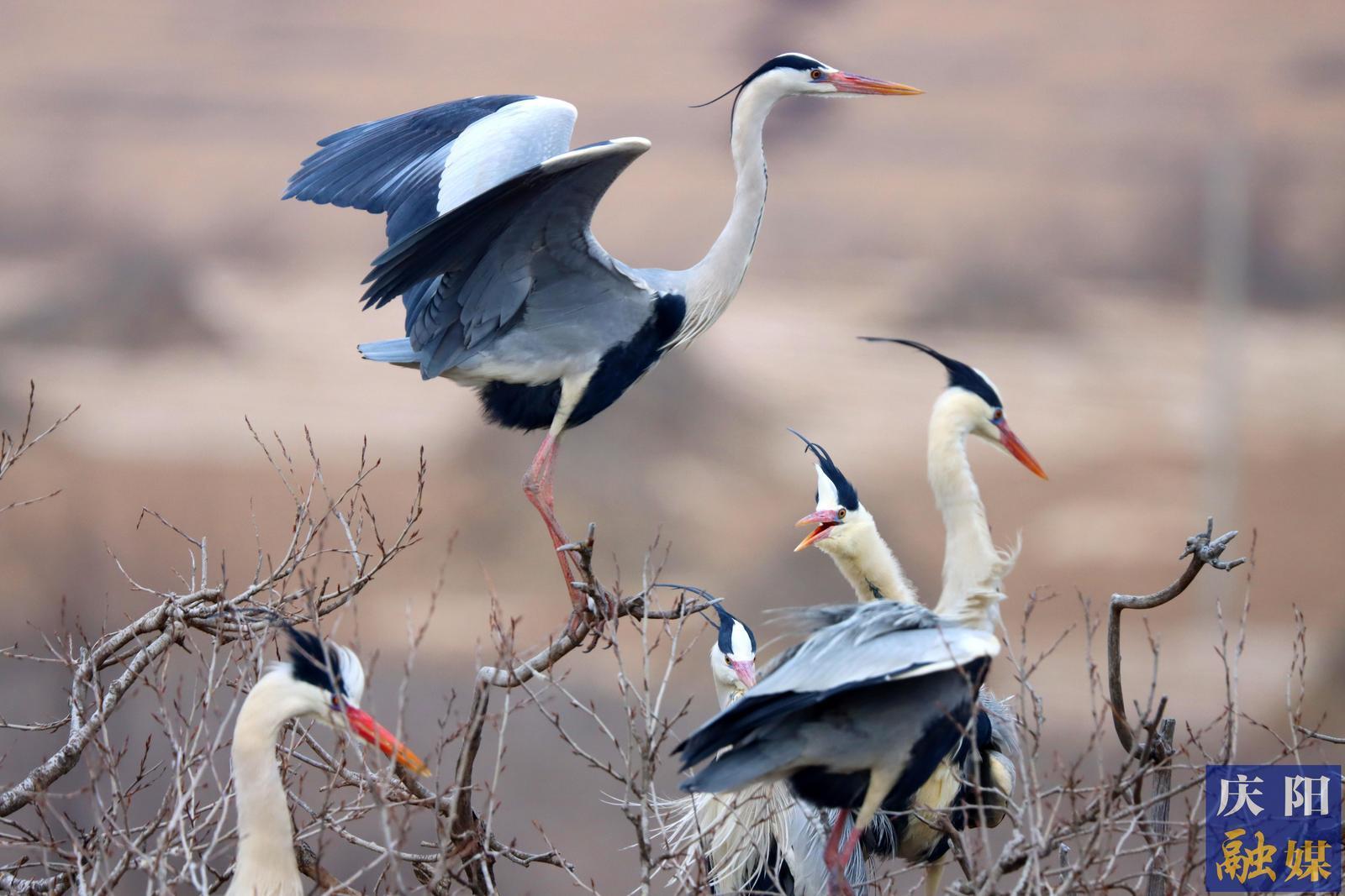 【攝影報(bào)道】甘肅合水：生態(tài)環(huán)境持續(xù)變好 蒼鷺如期歸巢