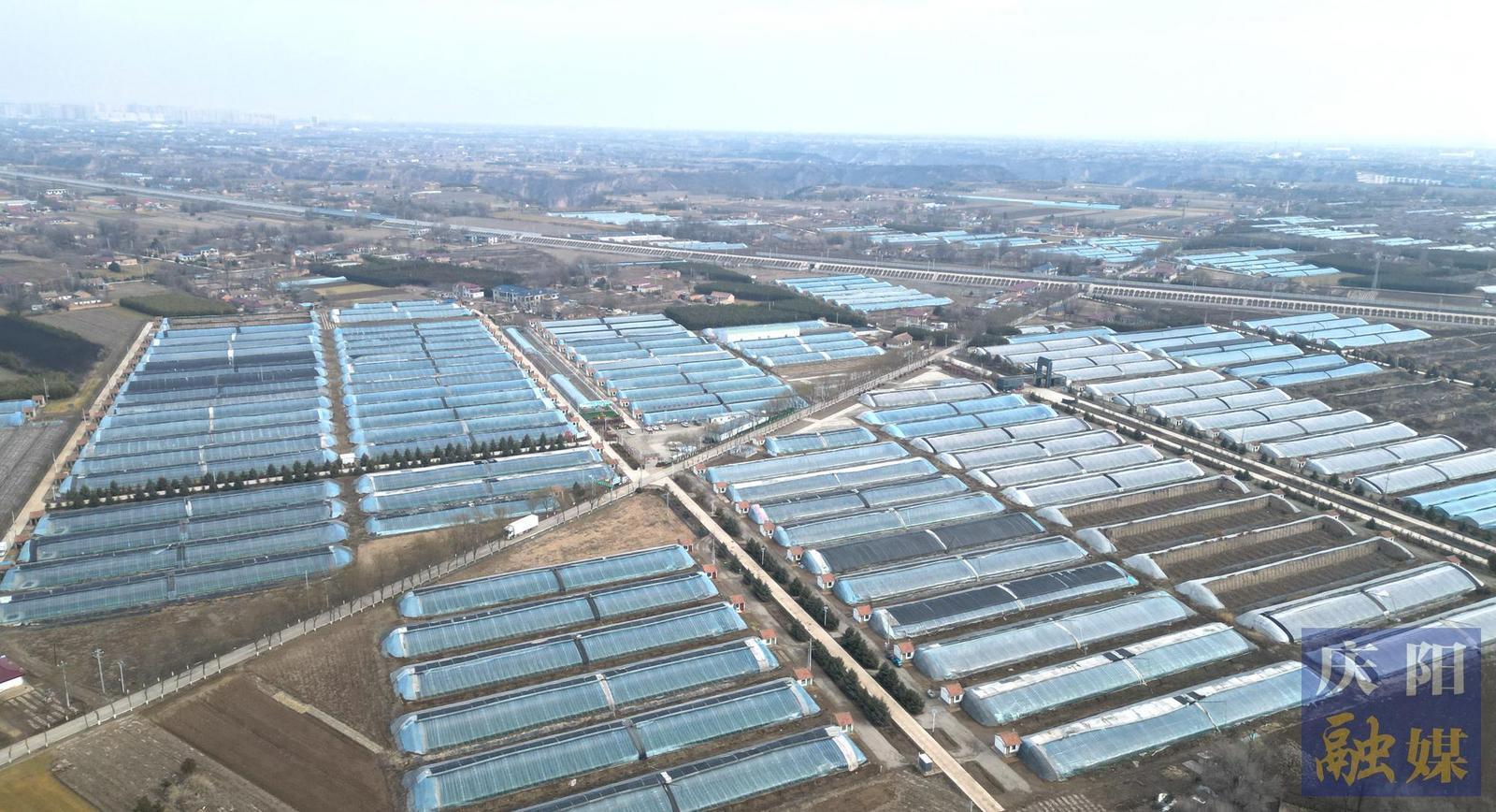 【攝影報(bào)道】西峰:果蔬大棚春管忙