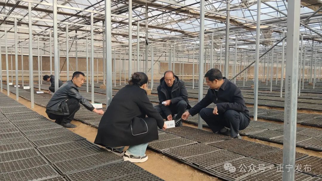 正寧：濕潤育苗 奏響煙葉增收春之曲