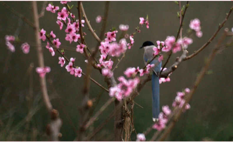 書香慶陽 | 真情至愛之歌——讀穆念嚴《子午嶺放歌》（曹新民）