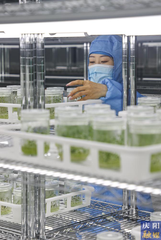 鎮(zhèn)原縣加大“薯業(yè)芯片”產(chǎn)能建設保障糧食安全