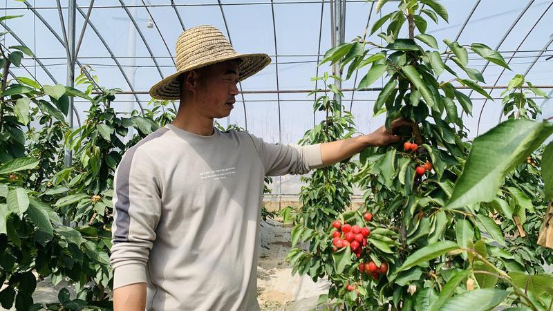 慶城：“小”櫻桃助推鄉(xiāng)村“大”振興