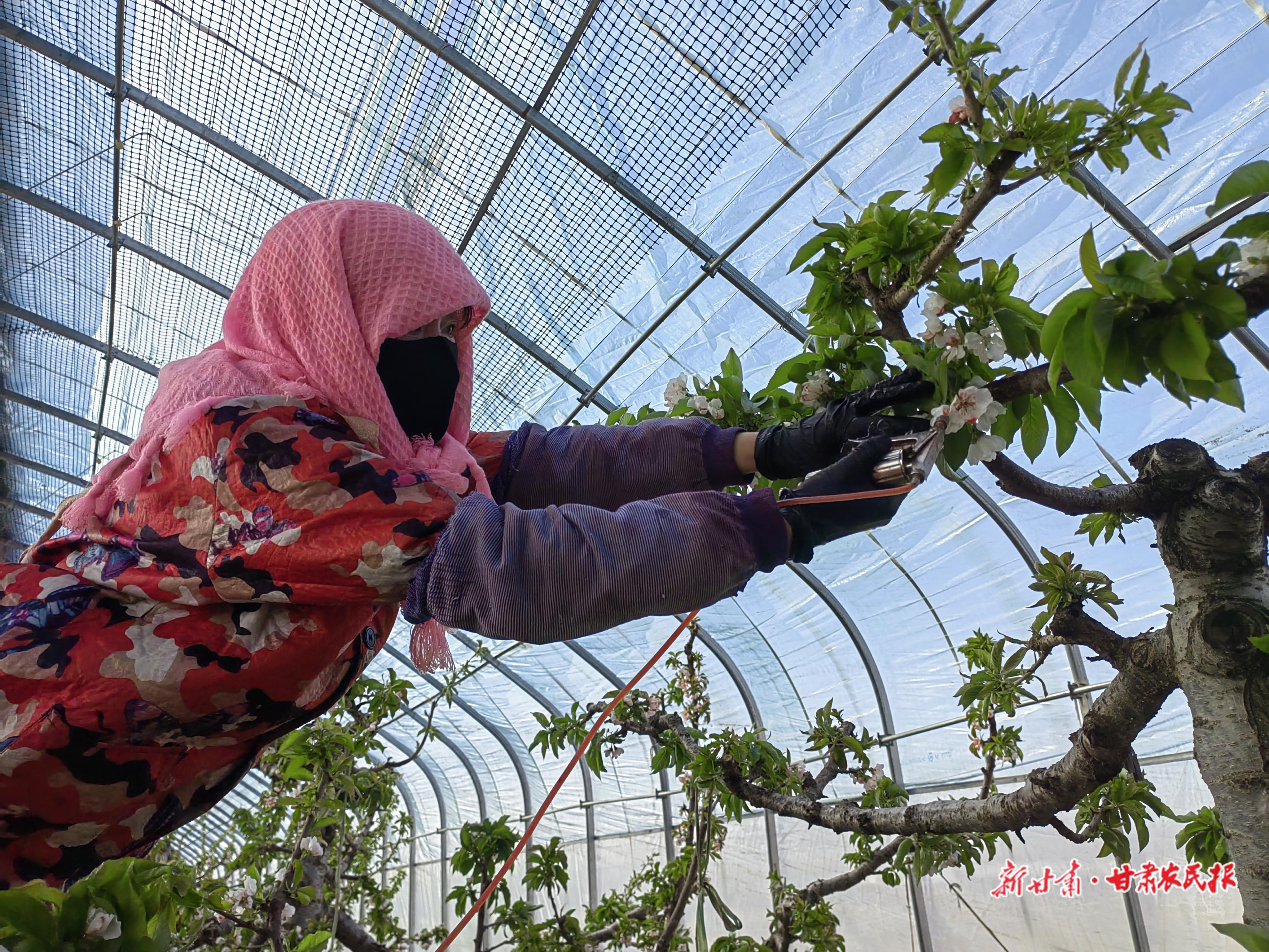 西峰區(qū)：農(nóng)民“慧”種地，奏響“豐收曲”