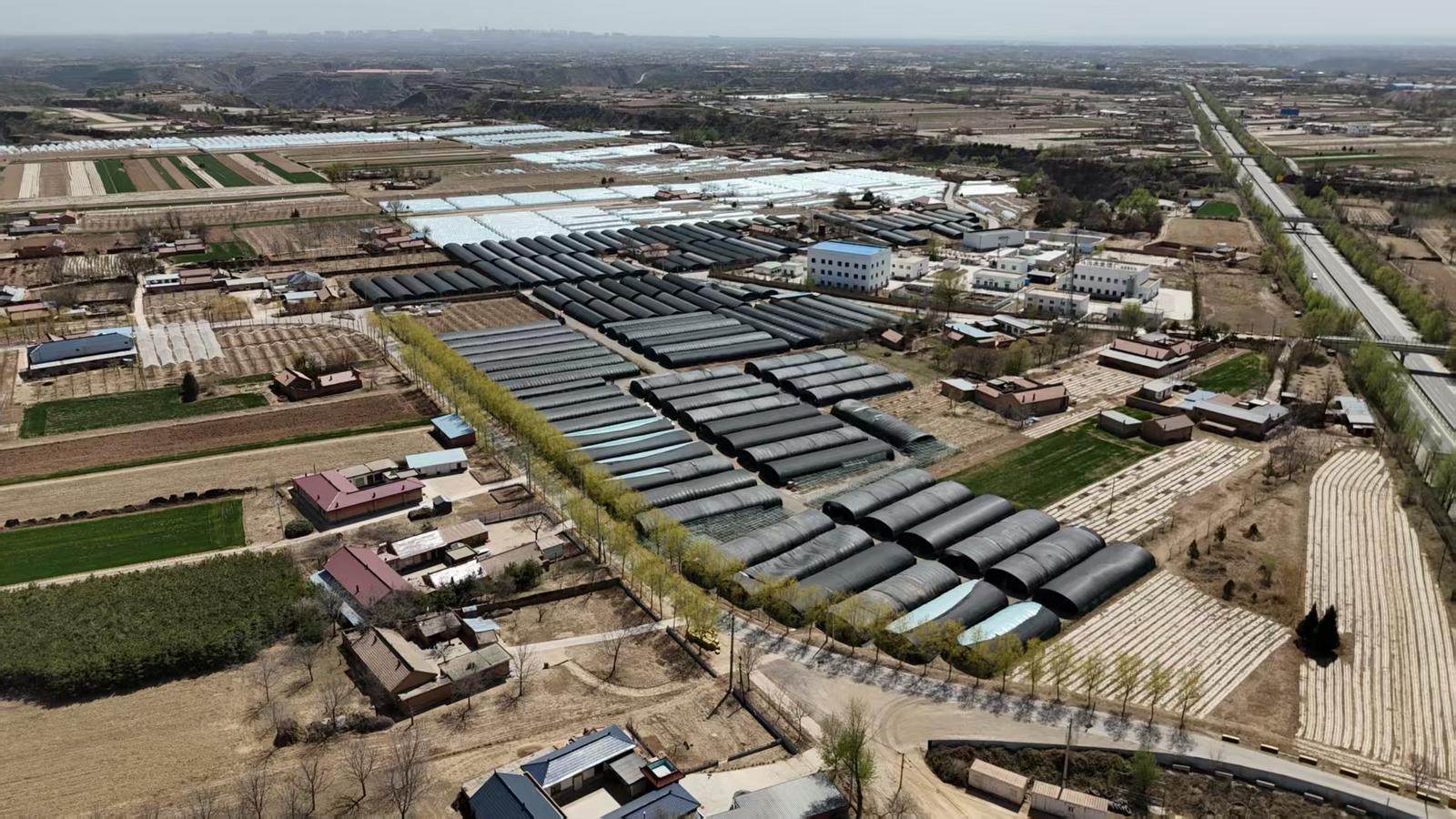 【春涌慶陽 塬上織錦】慶城縣：菌糧蔬“接力跑” 循環(huán)農(nóng)業(yè)促增收