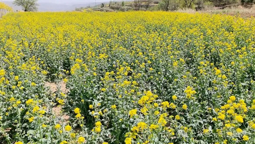 寧縣新莊鎮(zhèn)：油菜花海引客來 農(nóng)文旅融合“種”出鄉(xiāng)村好“錢”景