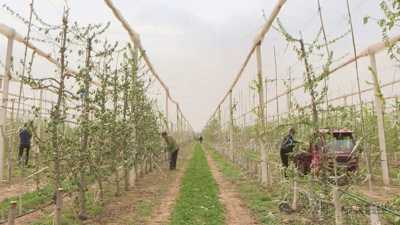 寧縣中村鎮(zhèn)：千畝蘋果園“改頭換面” 新品種助力果園增收提速