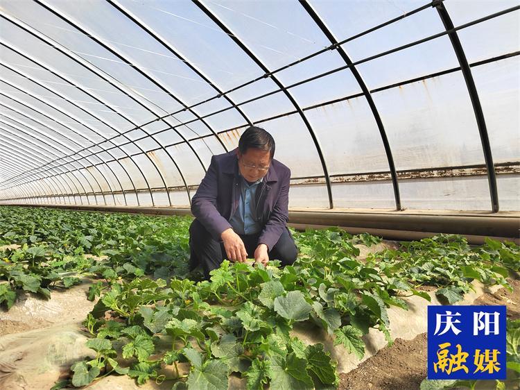 【報效祖國 建功西部】情系菜籃三十載 科技富農(nóng)播大愛 ——記慶陽市農(nóng)科院副院長、正高級農(nóng)藝師肖正璐