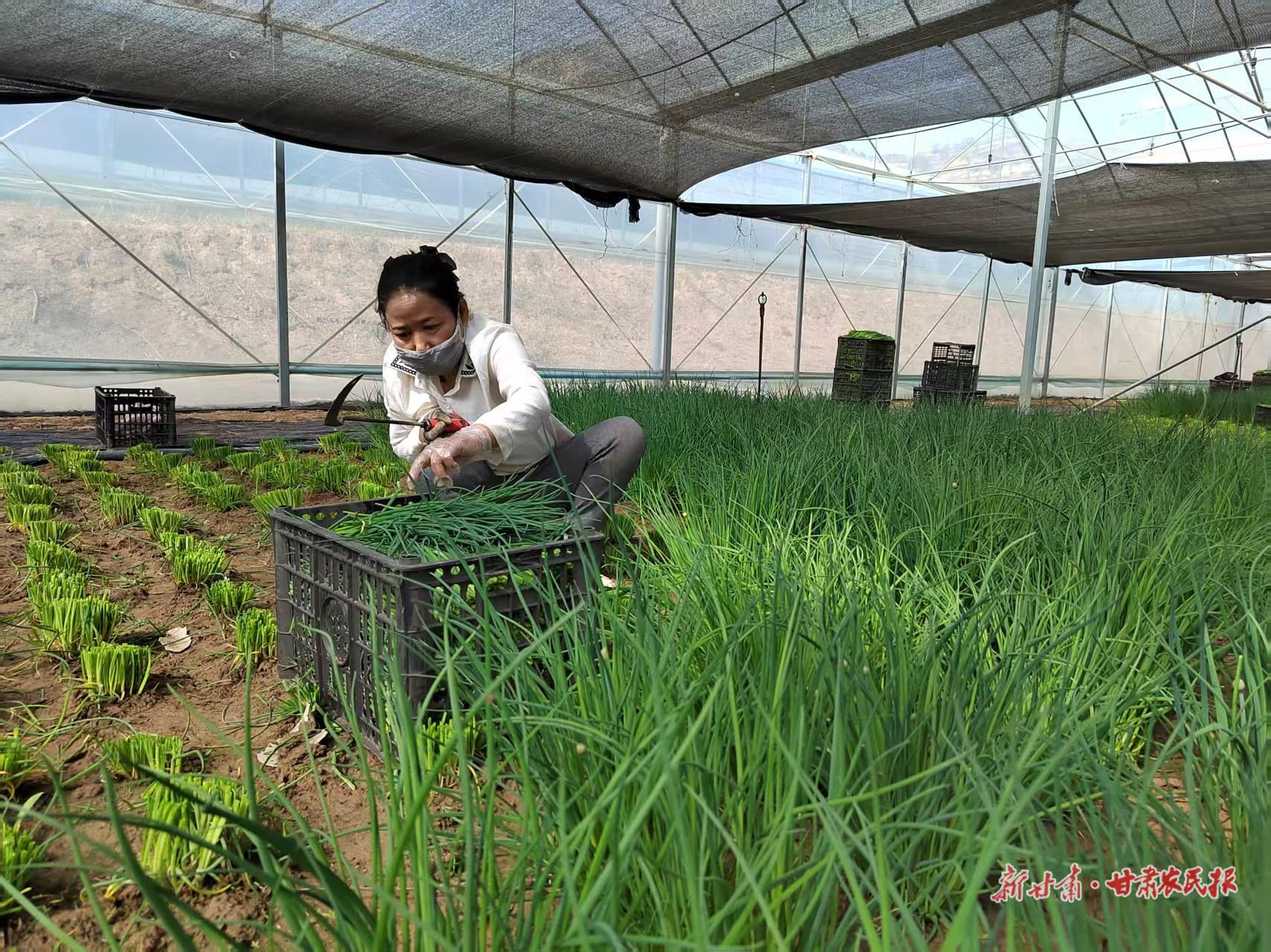 鎮(zhèn)原：“雙園”聯(lián)動(dòng)“蔬”寫振興