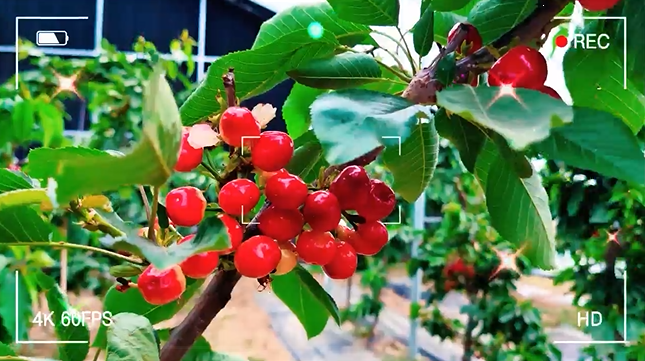 【五一游慶陽】V視︱沖！南莊櫻桃園開園啦～