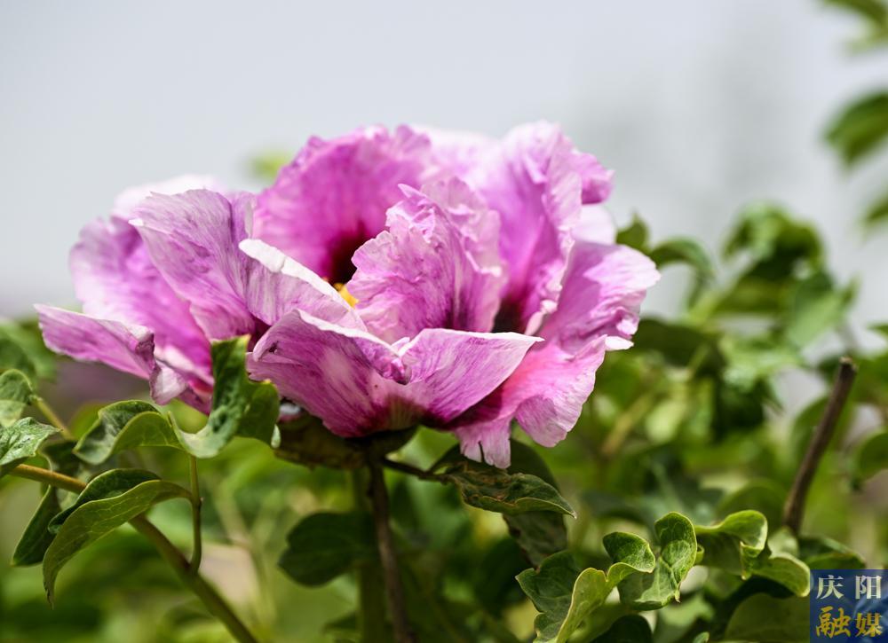 【攝影報道】八旬老人與牡丹的半世紀(jì)情緣：韋老莊村的“花緣”故事