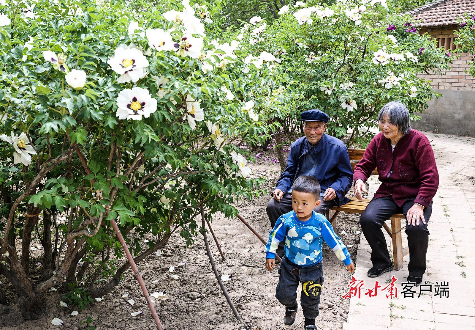 慶城：八旬老人與牡丹的半世紀(jì)情緣