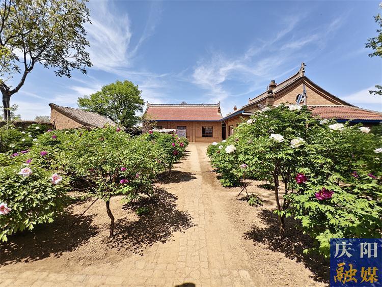 寧縣八旬老人育牡丹 方寸庭院綻芬芳