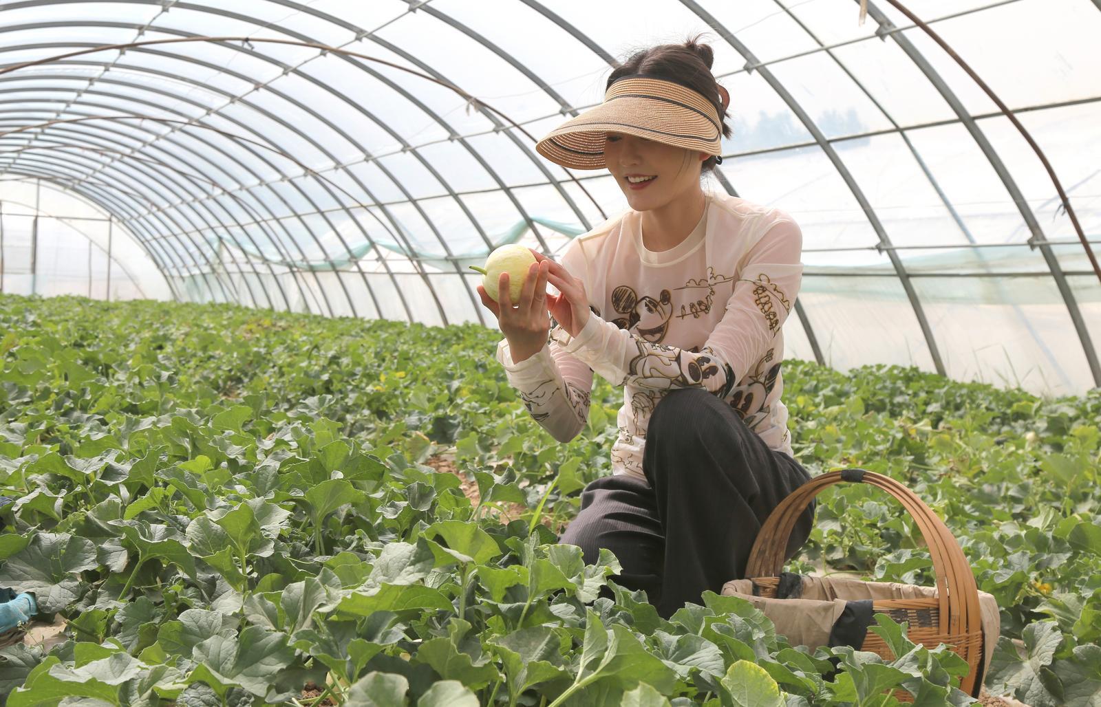 【攝影報(bào)道】西峰區(qū)肖金鎮(zhèn)紙坊村：甜瓜上市 助農(nóng)增收