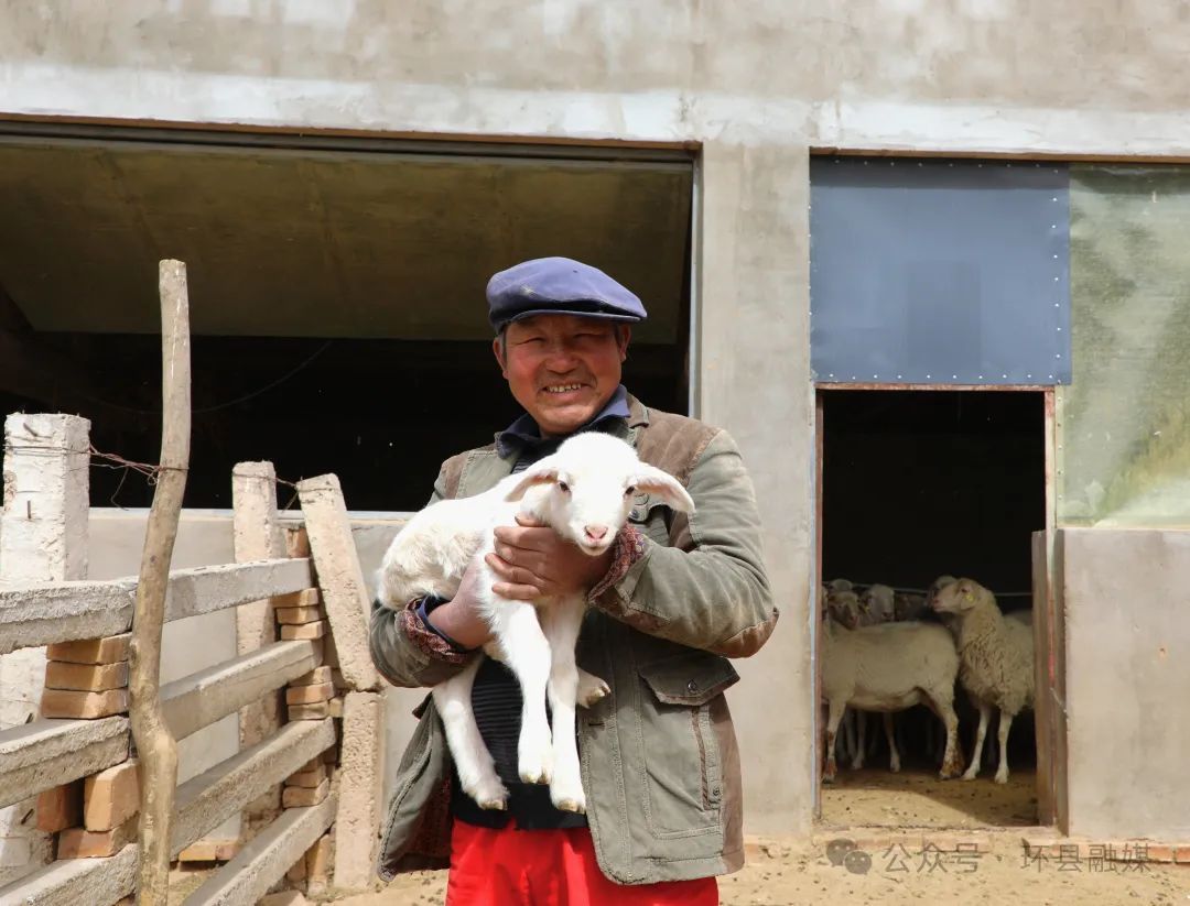 環(huán)縣老李的雜交羊逆襲記
