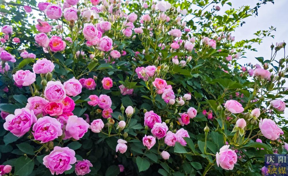 【攝影報(bào)道】薔薇花開(kāi)！邂逅夏日的浪漫