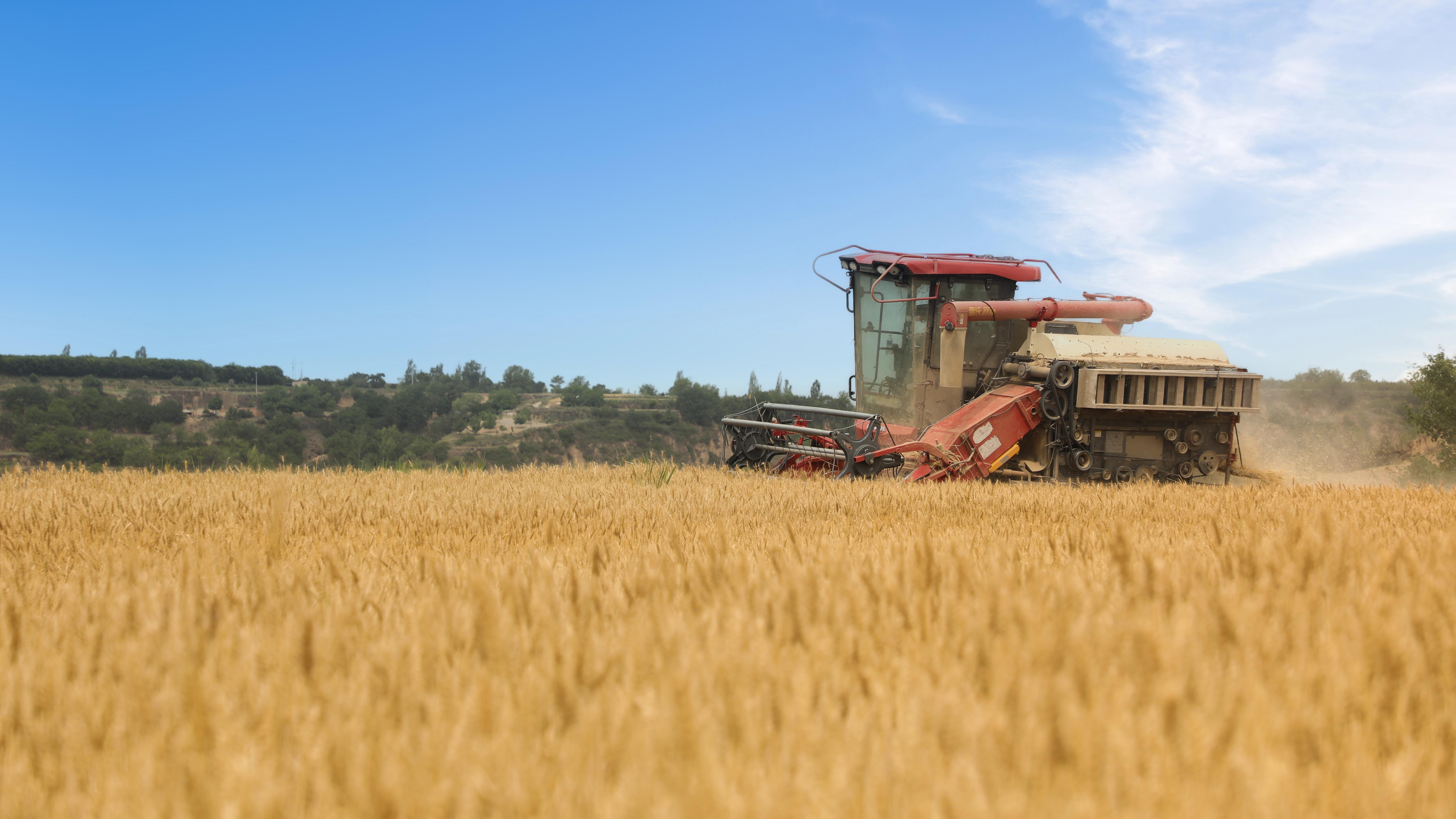 【攝影報道】麥浪滾滾 華池縣冬小麥收割忙