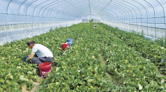 西峰區(qū)顯勝鄉(xiāng)毛寺村的甜瓜迎來(lái)成熟季