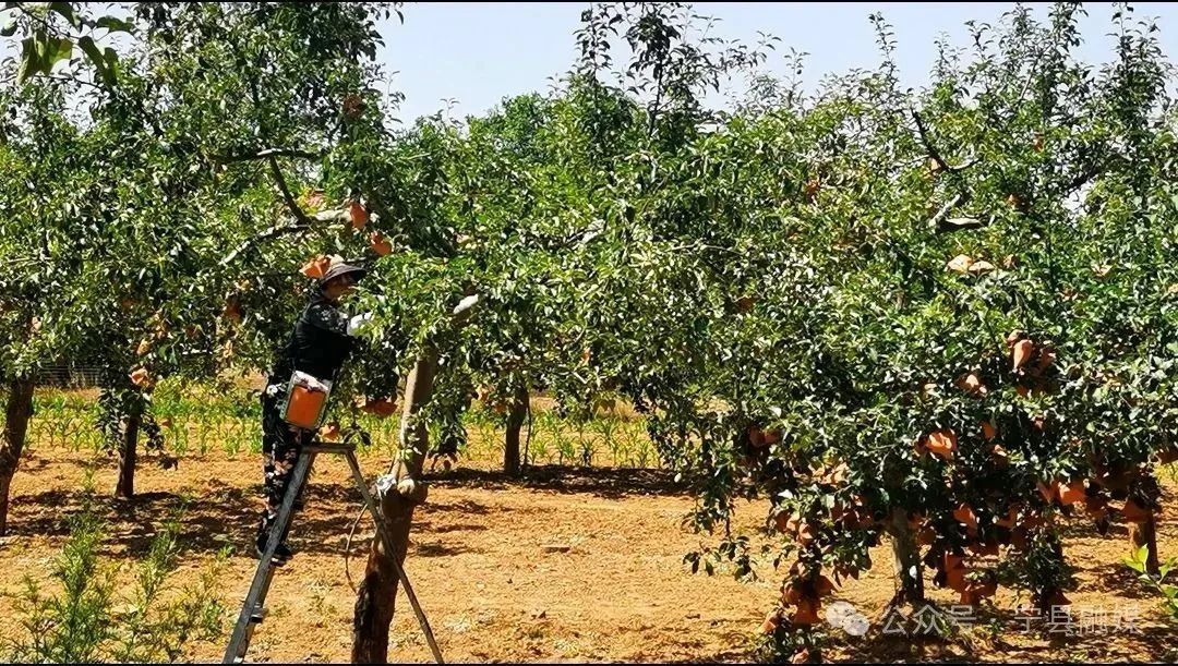 寧縣湘樂鎮(zhèn)：架起防雹“保護(hù)網(wǎng)” 奏響夏管“進(jìn)行曲”