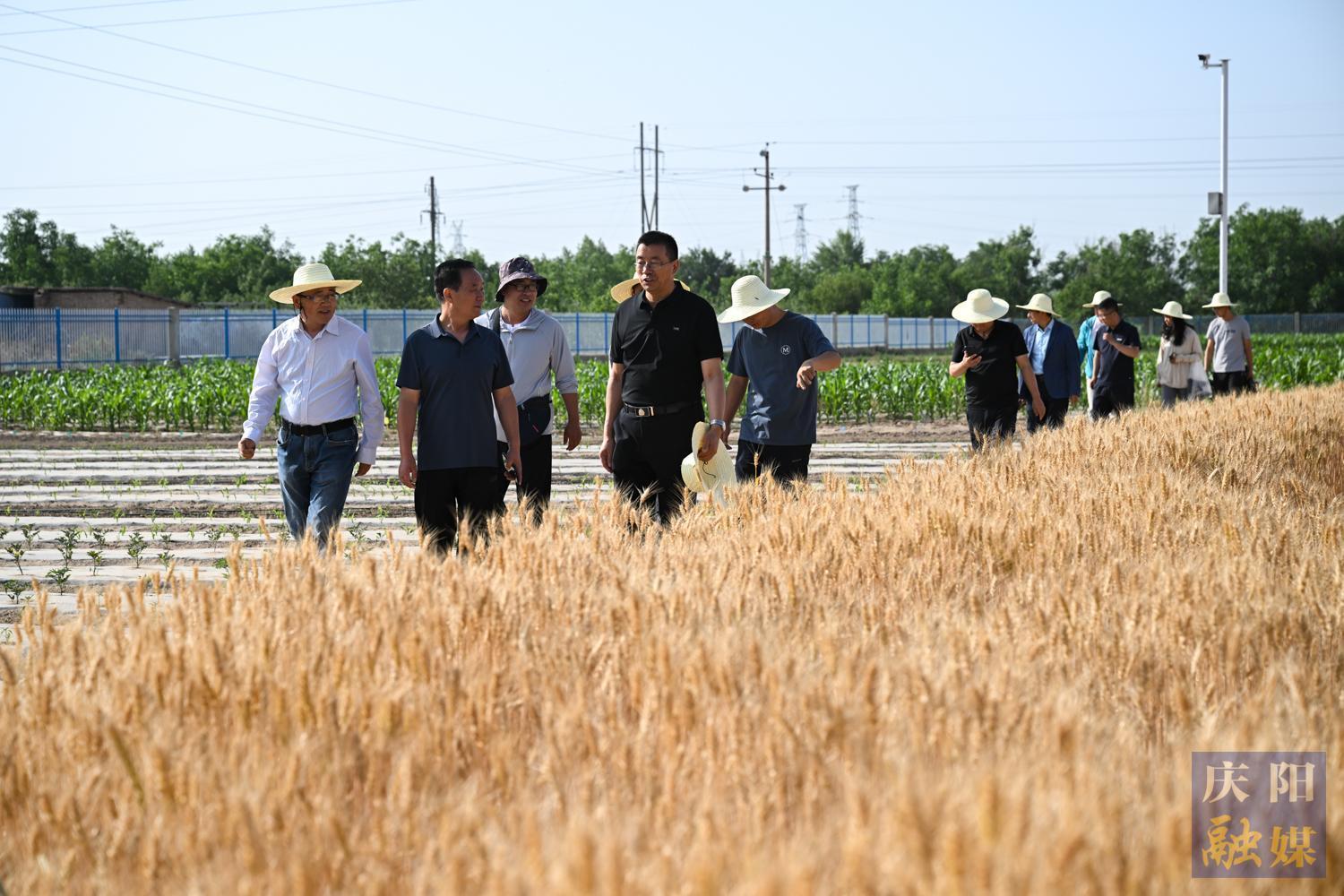 【攝影報(bào)道】隴東學(xué)院成功舉辦“隴育系列”冬小麥觀摩測(cè)產(chǎn)活動(dòng)—— 新品種展現(xiàn)強(qiáng)抗逆性