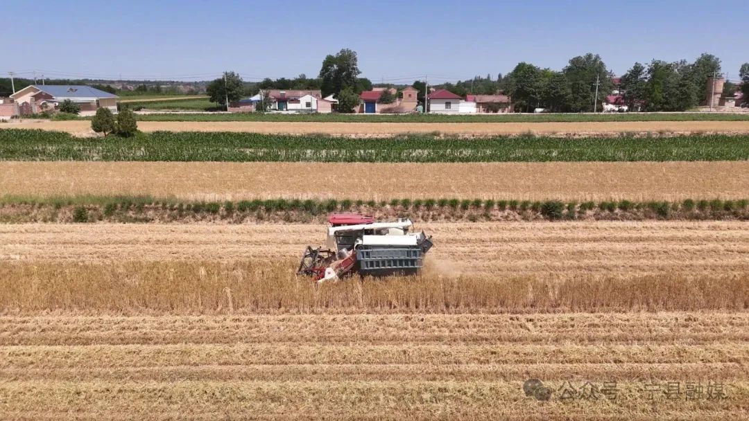 麥浪翻涌搶收忙 寧縣37.32萬畝小麥開鐮迎豐收