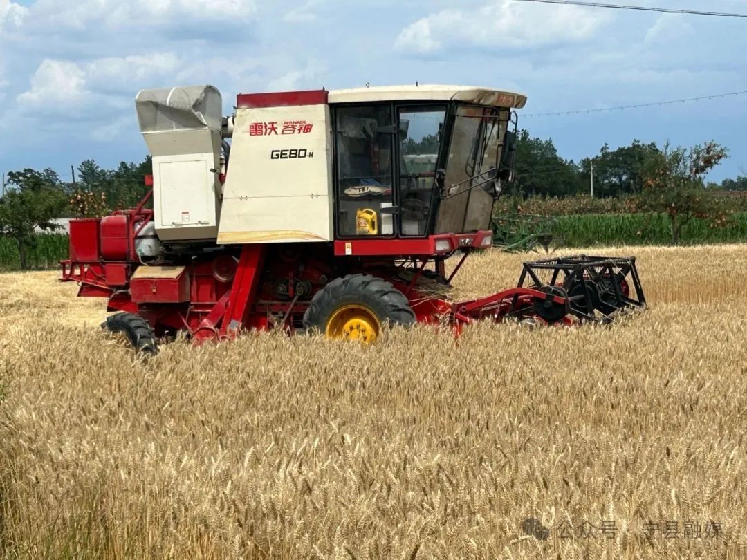 寧縣：麥浪翻滾收割忙 寧麥品種獲豐產