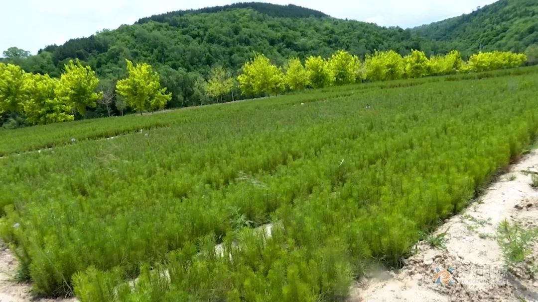 華池：林業(yè)資源“變現(xiàn)” 鋪就百姓增收致富路