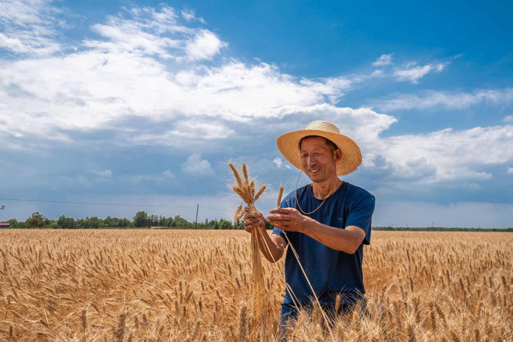 寧縣：麥浪翻滾收割忙 寧麥品種獲豐產(chǎn)