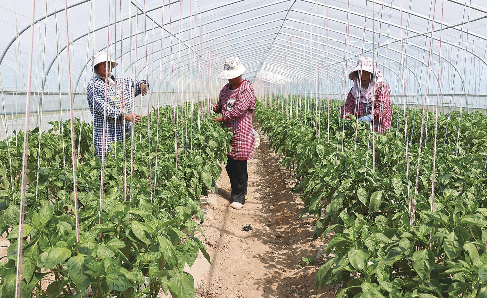 基地工人在管護(hù)辣椒苗