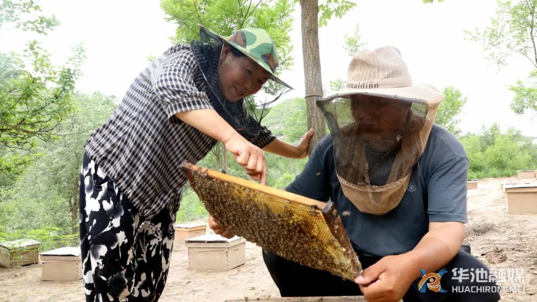華池縣：小蜂蜜釀出鄉(xiāng)村振興“甜蜜產(chǎn)業(yè)”