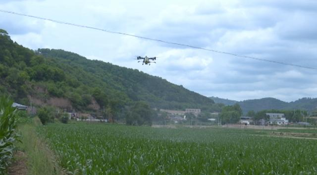 【全面推進(jìn)鄉(xiāng)村振興加快農(nóng)業(yè)農(nóng)村現(xiàn)代化】合水縣太白鎮(zhèn)：甜糯玉米新種法數(shù)字農(nóng)田好