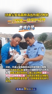環(huán)縣公安局森林派出所成功救助一只國(guó)家一級(jí)保護(hù)動(dòng)物黃嘴白鷺