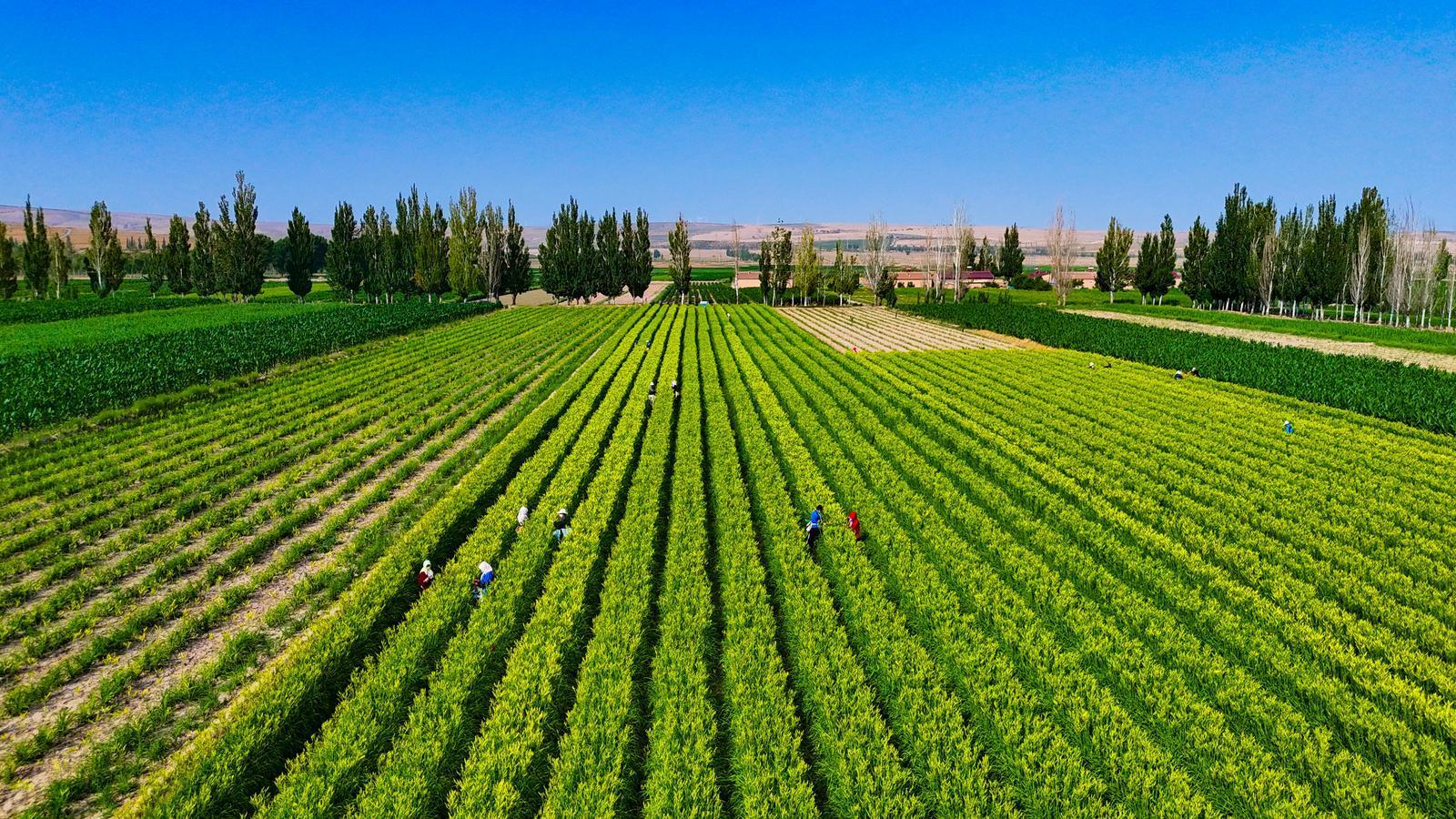 【攝影報道】金色浪潮涌環(huán)州！環(huán)縣2萬畝黃花菜開采搶“鮮”