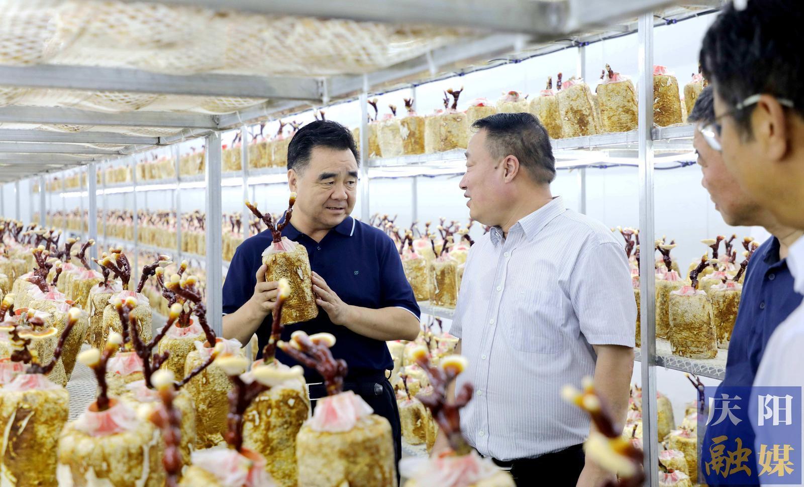 黃澤元在寧縣調(diào)研時強調(diào) 聚焦特色優(yōu)勢推進農(nóng)業(yè)產(chǎn)業(yè)轉(zhuǎn)型升級 更好促進產(chǎn)業(yè)增值企業(yè)增效群眾增收