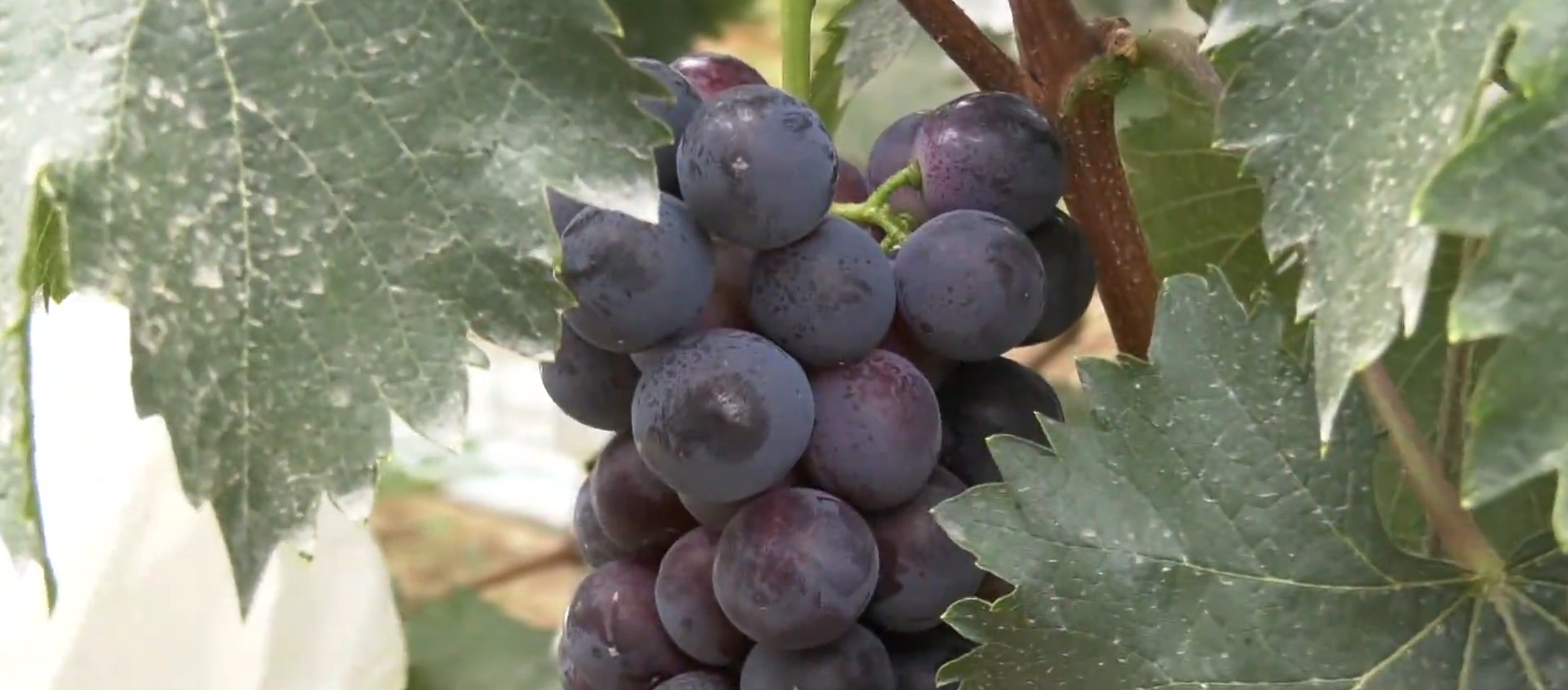 《慶陽新聞》2025年7月20日