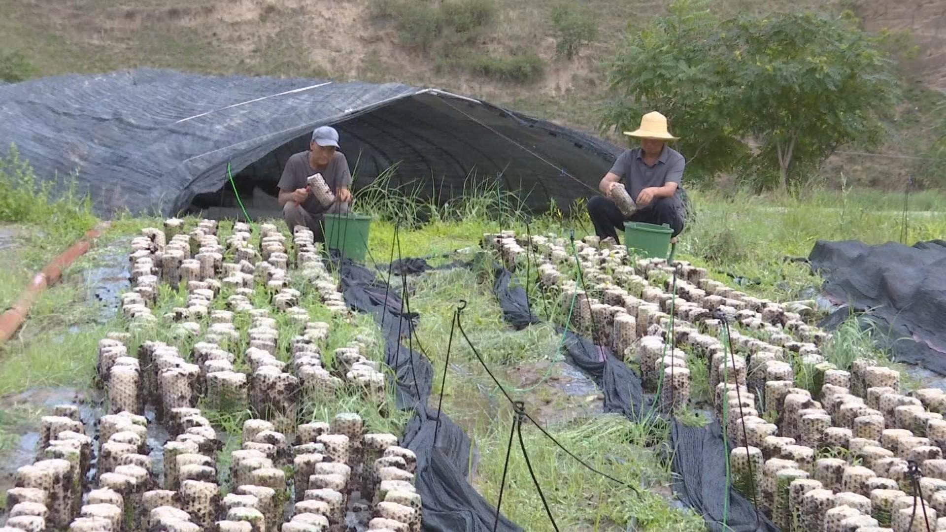 鎮(zhèn)原縣三岔鎮(zhèn)：黨建引領聚合力 木耳產業(yè)促增收