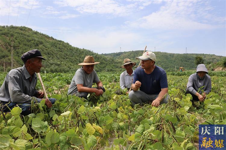 【慶陽榜樣】譙顯明：四十載春秋深耕沃野 科技興農(nóng)初心如磐